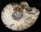 Huge Douvilleiceras Ammonite With Cleoniceras #16922-2
